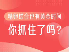 精卵结合黄金时间